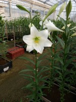 [5148 Big Tower 18 ST No02.JPG]